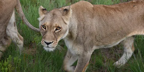 1 Day Tanzania Safari from Dar Es Salaam to Ngorongoro
