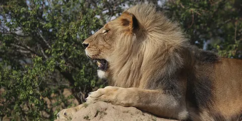 1 Day Tanzania Big Five Safari to Ngorongoro