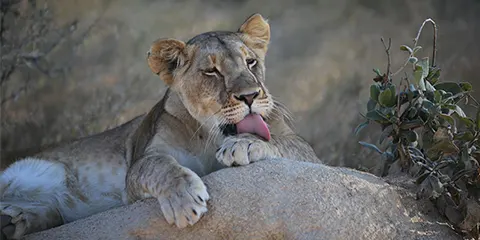 1 Day Tanzania Luxury Night Game-Drive Safari – Ngorongoro Crater