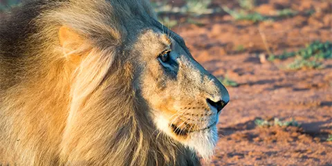 2 Days Tanzania Safari from Mwanza to Tarangire and Ngorongoro