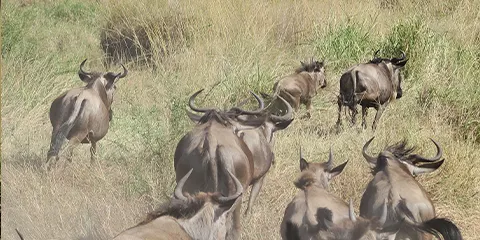 3 Days Luxury Ndutu Calving Social Escape & Crater Safari