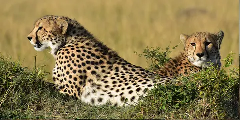 1 Day Tanzania Christmas Holiday Safari to Lake Manyara National Park