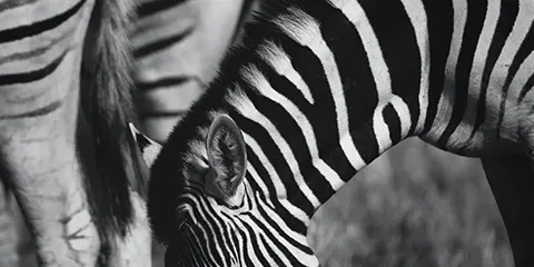 1 Day Tanzania Northern Circuit Safari to Ngorongoro