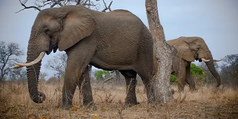 1 Day Tanzania Bird Watching Safari to Ngorongoro