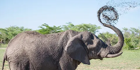 2 Days Tanzania Muslims Safari Tarangire to Ngorongoro