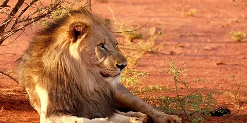 1 Day Tanzania Luxury Elder-Friendly Safari – Ngorongoro Crater