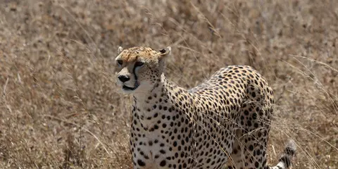 2 Days Tanzania Safari in November to Lake Manyara and Tarangire