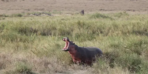 2 Days Tanzania Safari in July to Lake Manyara and Tarangire