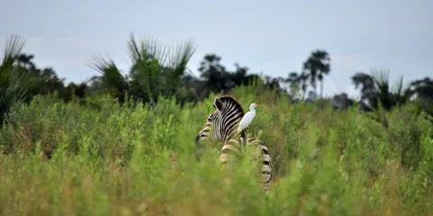 1 Day Tanzania Muslims Safari to Lake Manyara National Park