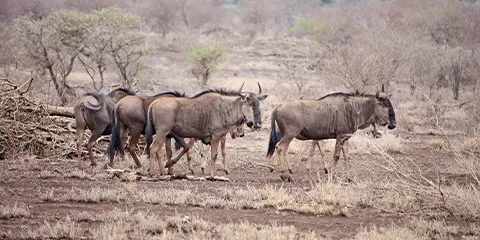 2 Days Tanzania Luxury Drive-in Fly-out Safari – Tarangire and Lake Manyara