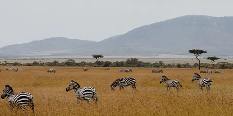 7 Days Tanzania Midrange Night Game-Drive Safari