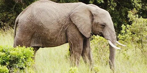 2 Days Tanzania Safari in May to Lake Manyara and Tarangire