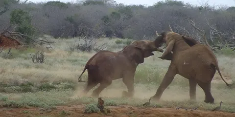 1 Day Tanzania Lodge Safari to Lake Manyara National Park