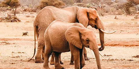 1 Day Tanzania Fly-in Fly-out Safari to Lake Manyara National Park