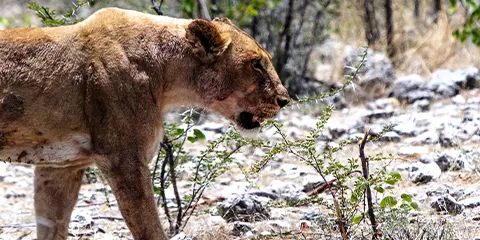 1 Day Tanzania Luxury Offroad Safari – Lake Manyara National Park