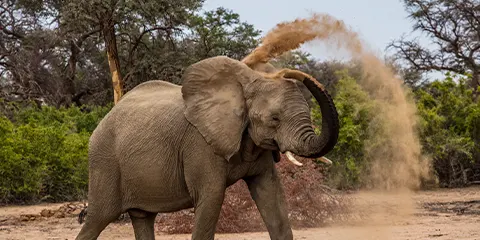 1 Day Tanzania Night Game-Drive Safari to Lake Manyara National Park