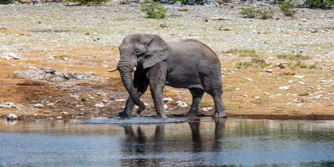 2 Days Tanzania Luxury Safari in February – Tarangire and Lake Manyara