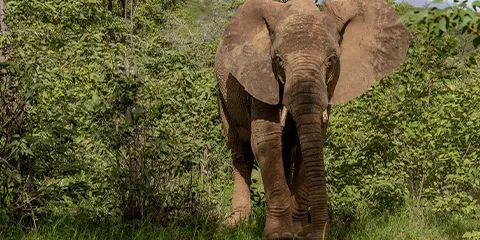 2 Days Tanzania Safari in February to Lake Manyara and Tarangire