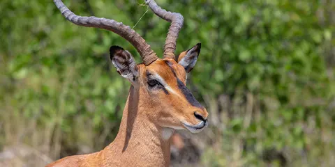 2 Days Tanzania Muslims Safari to Lake Manyara & Ngorongoro