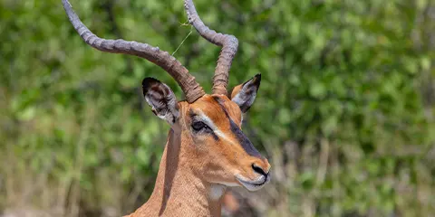 2 Days Tanzania Safari from Kenya to Lake Manyara & Ngorongoro