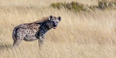 5 Days Luxury Serengeti Migration Fly in Safari