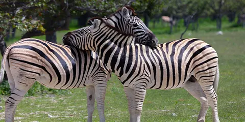 4 Days Tanzania Luxury Christmas Holiday Safari: Serengeti & Ngorongoro
