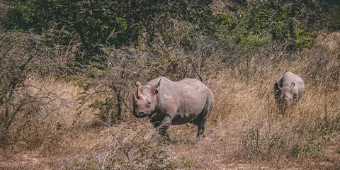 3 Days Luxury Fly in Fly out Tanzania Safari