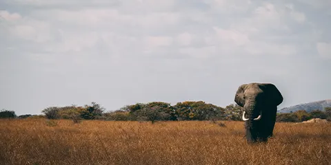 4 Days Tanzania Offroad Safari to Serengeti & Ngorongoro