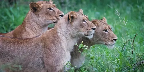 8 Days Serengeti Migration Fly in Safari Experience