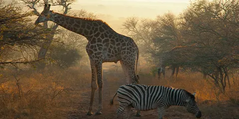 4 Days Tanzania Luxury Safari in August: Lake Manyara, Serengeti & Ngorongoro