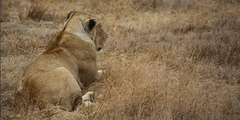 4 Days  Tanzania Luxury Drive-in Fly-out Big Five Safari: Tarangire, Serengeti and Ngorongoro 