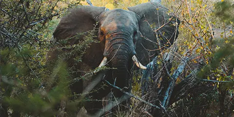 4 Days Tanzania Luxury Safari in December: Lake Manyara, Serengeti & Ngorongoro
