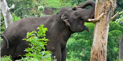 4 Days Tanzania Luxury Private Safari: Lake Manyara, Serengeti & Ngorongoro