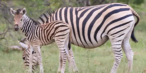 3 Days Tanzania Group Joining Safari to Serengeti and Ngorongoro
