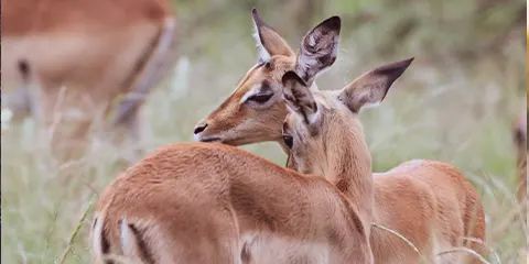 3 Days Tanzania Safari in January to Serengeti & Ngorongoro
