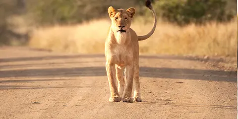 4 Days Tanzania Safari from Zanzibar to Serengeti & Ngorongoro