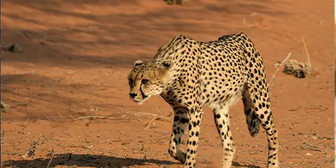5 Days Tanzania Luxury Safari from Mwanza to Serengeti and Ngorongoro Crater (Drive - in and Drive - out Safari