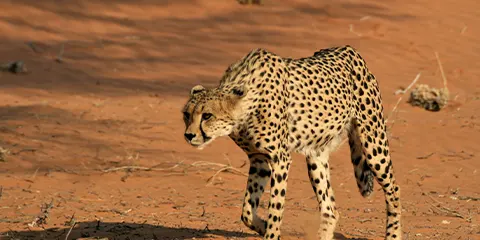 4 Days Tanzania Luxury Safari from Dar Es Salaam: Lake Manyara, Serengeti and Ngorongoro
