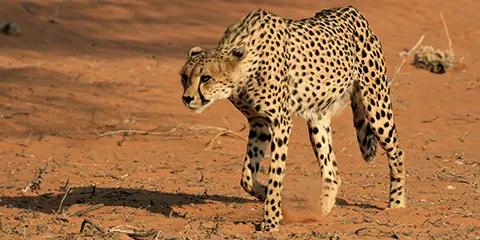 4 Days Tanzania Safari in February to Serengeti & Ngorongoro