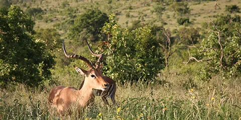 2 Days Tanzania Safari in June to Lake Manyara and Tarangire