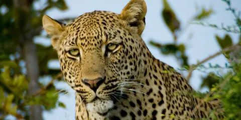 4 Days Tanzania Cultural Safari to Serengeti & Ngorongoro