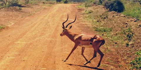 7 Days Private Luxury Tanzania Safari Tour Drive in Fly Out