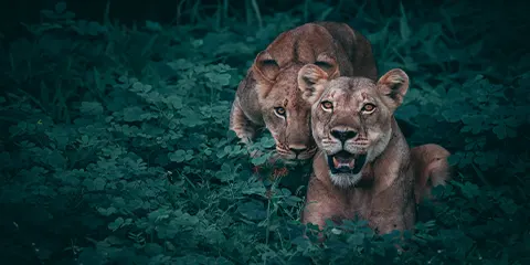 4 Days Tanzania Safari in December to Serengeti & Ngorongoro