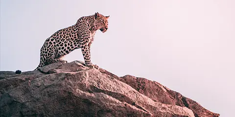 8 Days Luxury Serengeti River Crossing Fly Safari