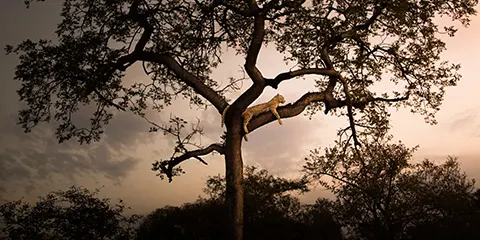 7 Days Tanzania Fly in Safari Serengeti Migration