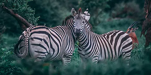 3 Days Tanzania Christmas Holiday Safari to Serengeti and Ngorongoro