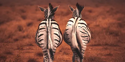 3 Days Tanzania Safari from Dar Es Salaam to Serengeti Ngorongoro