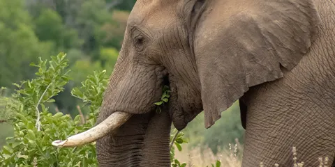 3 Days Luxury Tanzania Safari Drive in Fly out Tour