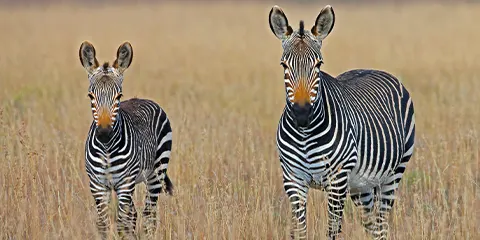 6 Days Tanzania Luxury Fly-in Drive-out Safari: Tarangire, Serengeti and Ngorongoro Crater
