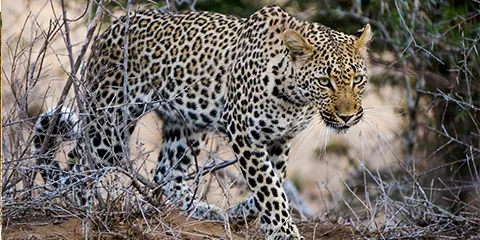 4 Days Tanzania Private Safari to Serengeti & Ngorongoro